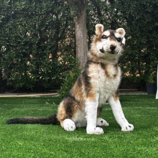 كلب فرو كبير