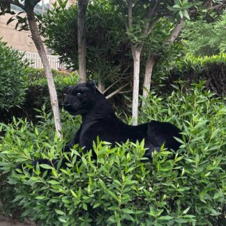 نمر أسود فرو كبير